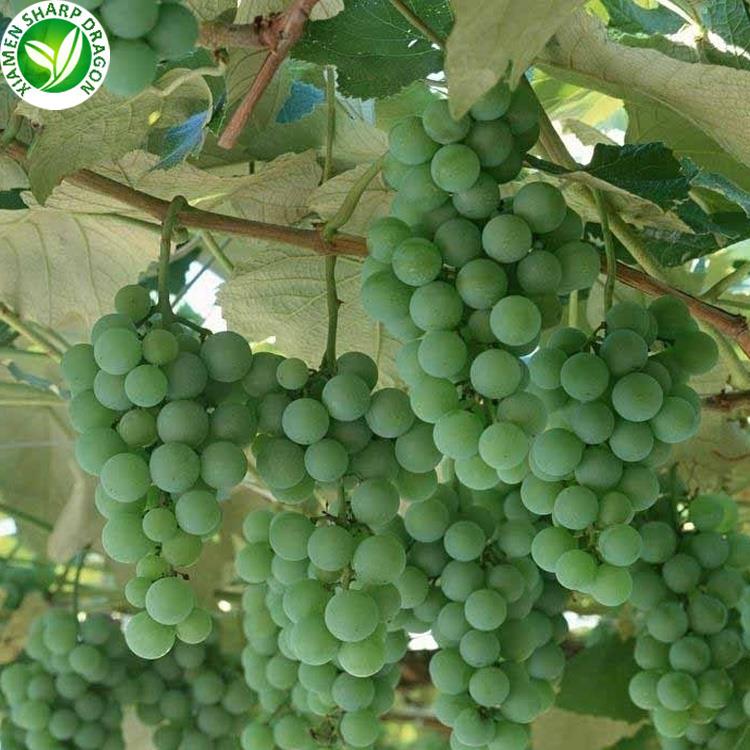 green grapes in bulk