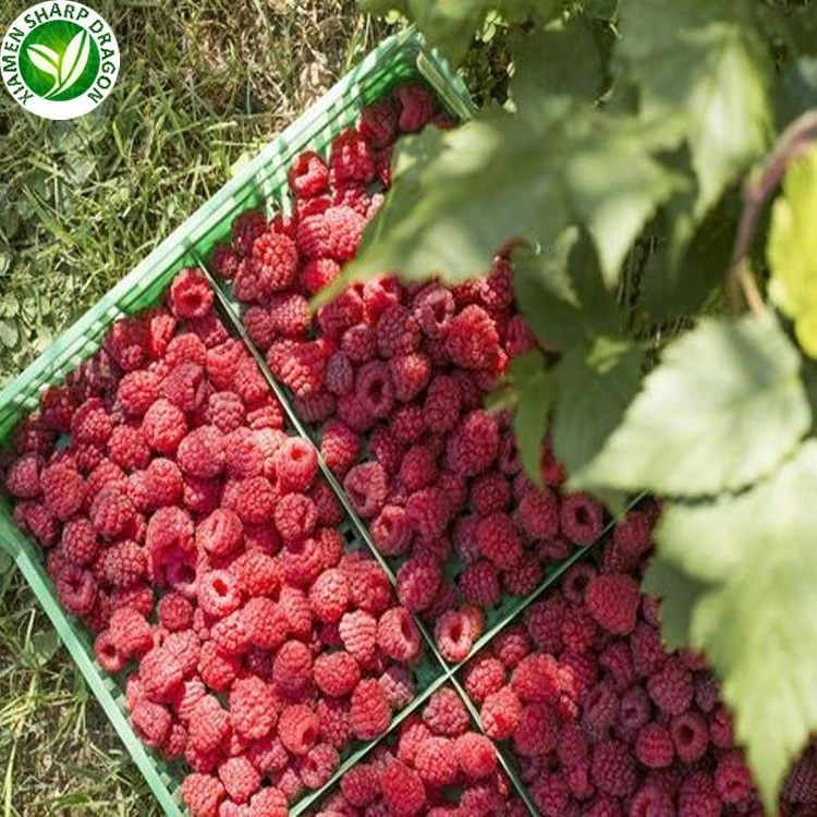 raspberries from fruit.jpg