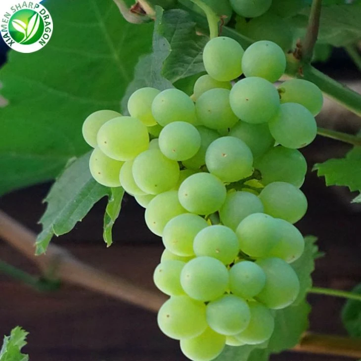 2020 Grape Prices