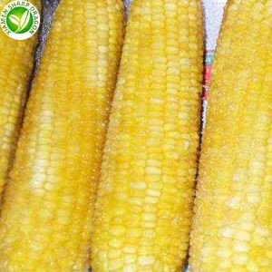Купите замрзнути кукуруз шећерац