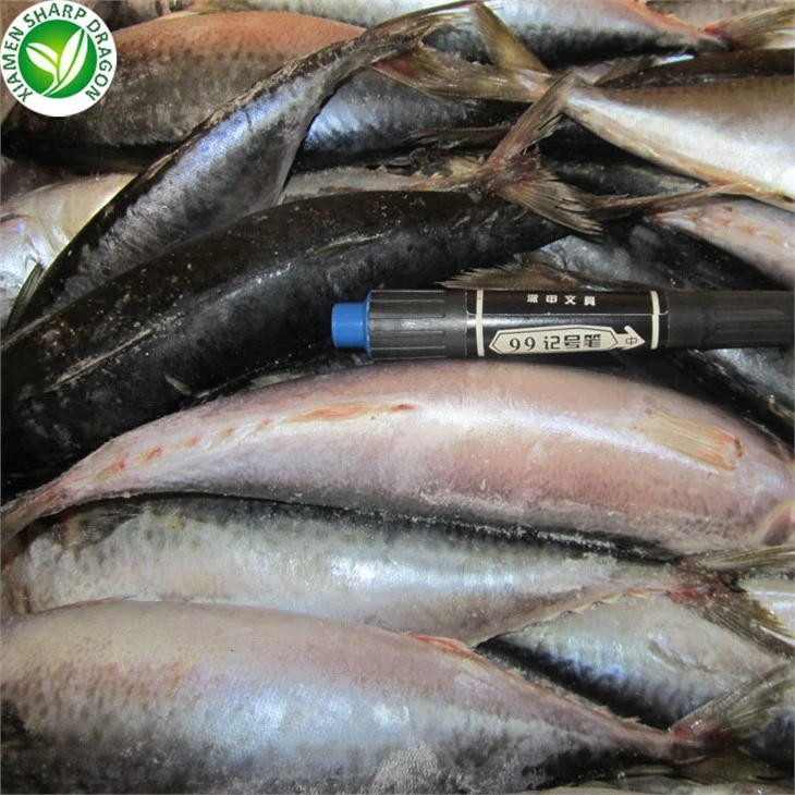 IQF Seafood Frozen Bonito Fish Of Market