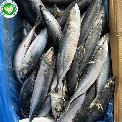 Смрзнута пацифичка скуша